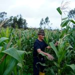 Imbabura con afectaciones de un 90 % en cultivos de fréjol por lluvias: pérdidas ascenderían a los $ 135.450