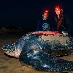 Lucero, la tortuga laúd, reaparece en Ecuador y revela un hito científico